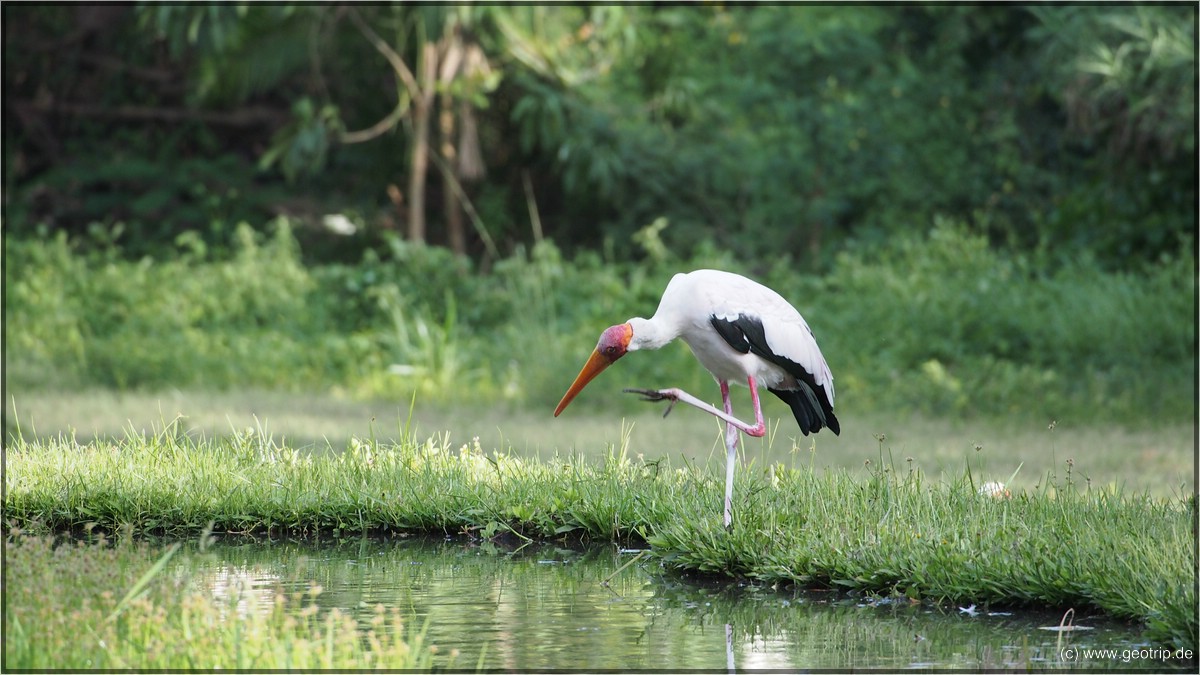 Ein Storch