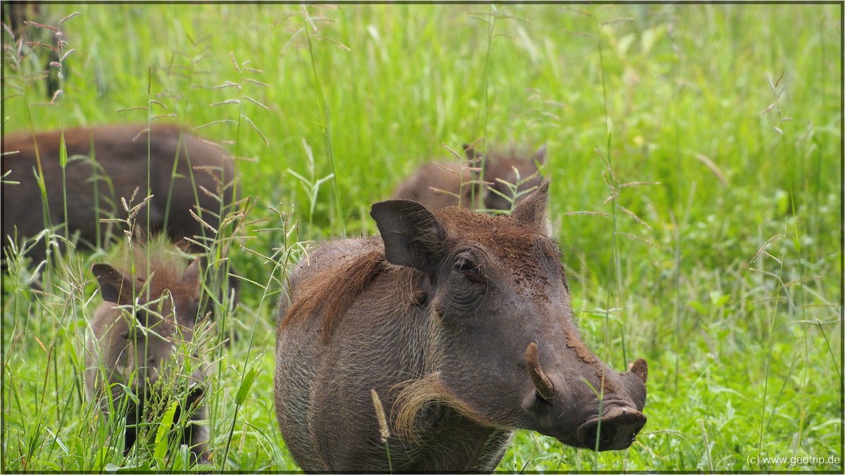 Warzenschweine voraus