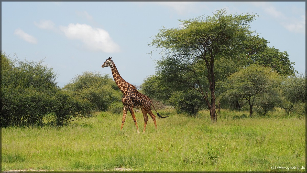 Noch mehr Giraffen