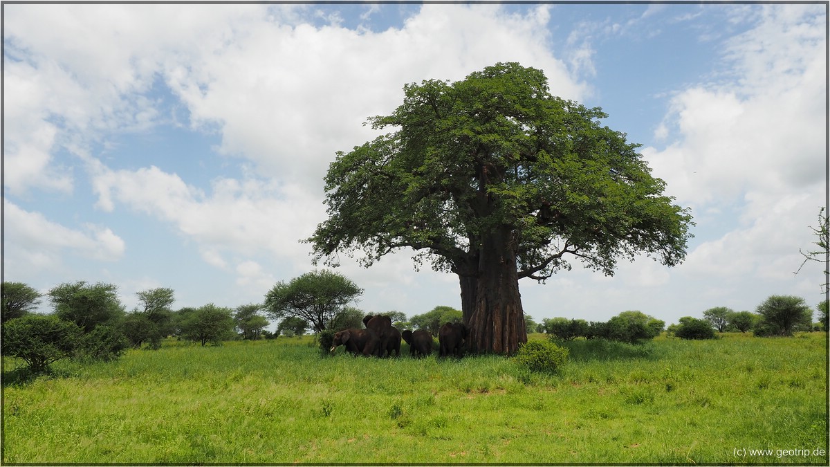 Ein Baobab - Affenbrotbaum