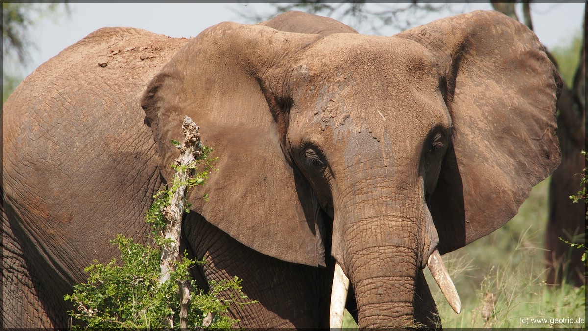 Die Ohren haben die Form Afrikas - ganz klar: afrikanischer Elefant