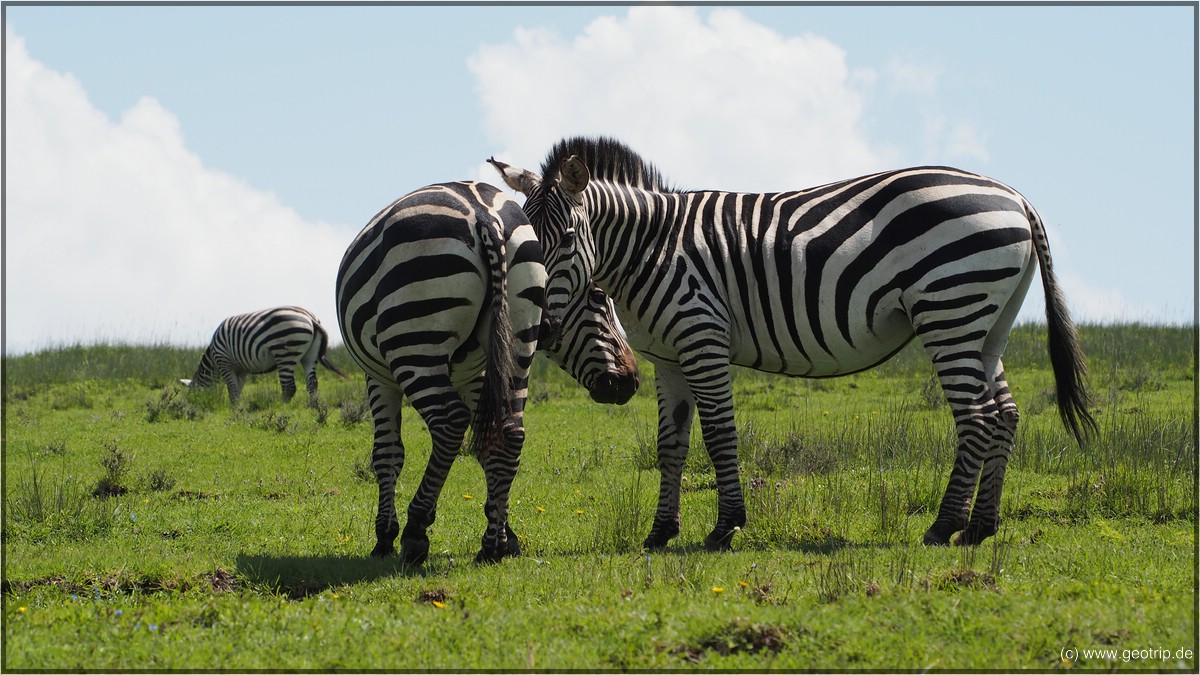 und plötzlich: Zebras!