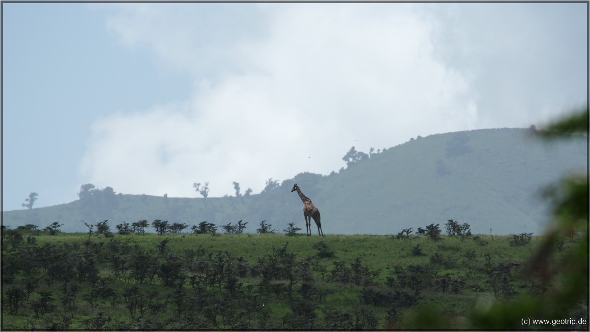 Und natürlich Giraffen