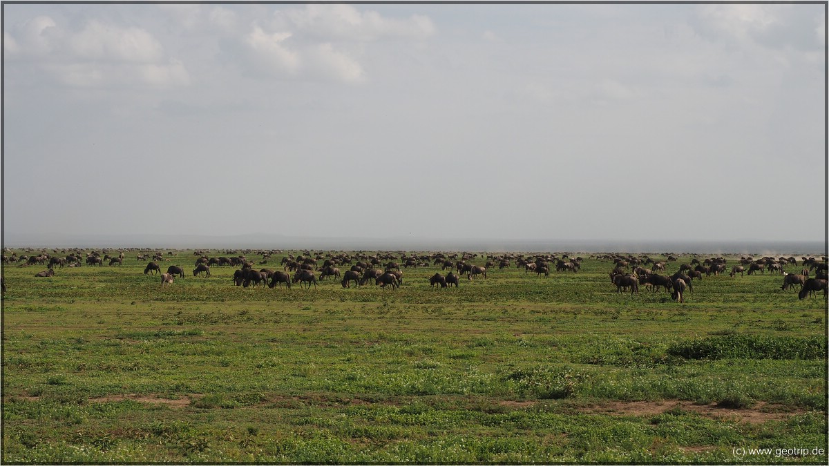 Serengeti - schwer aufs Bild zu bekommen: Big Migration