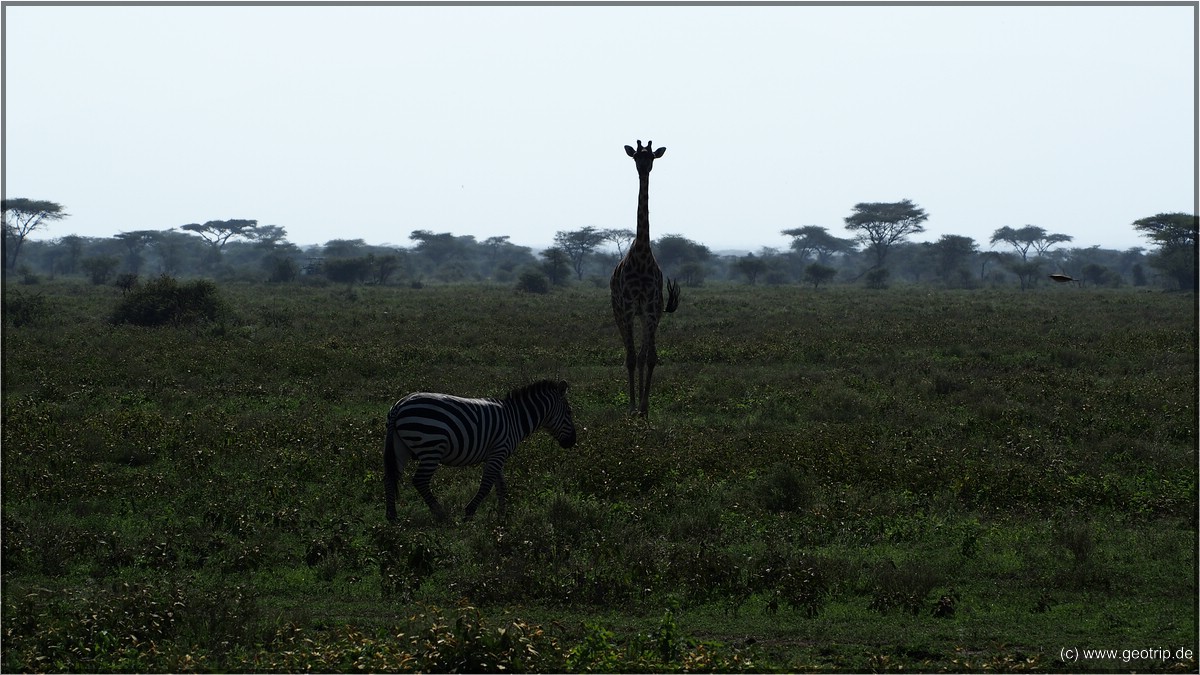 Serengeti