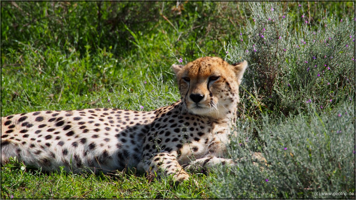 EIn Gepard