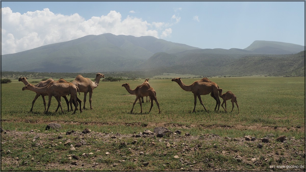 WIr verlassen den Nationalpark. Gleich tauchen wieder Masai auf