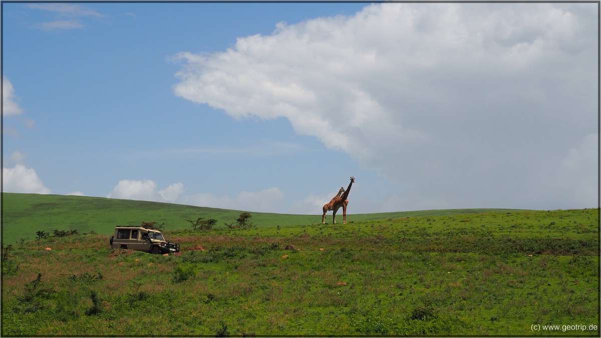 Abschied von den Giraffen