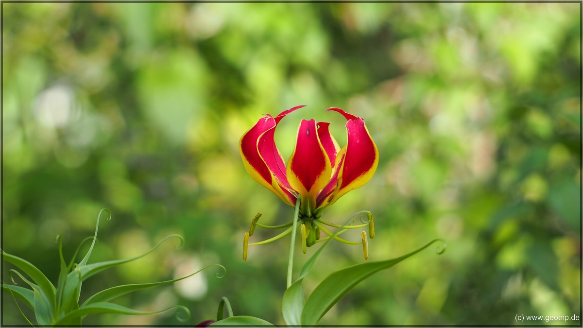 Flaming Lilly