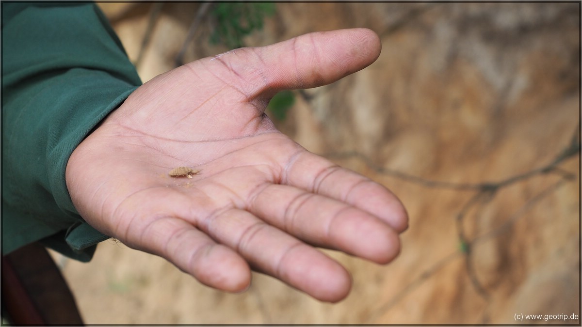 Die seltsame und hässliche Lion-Ant