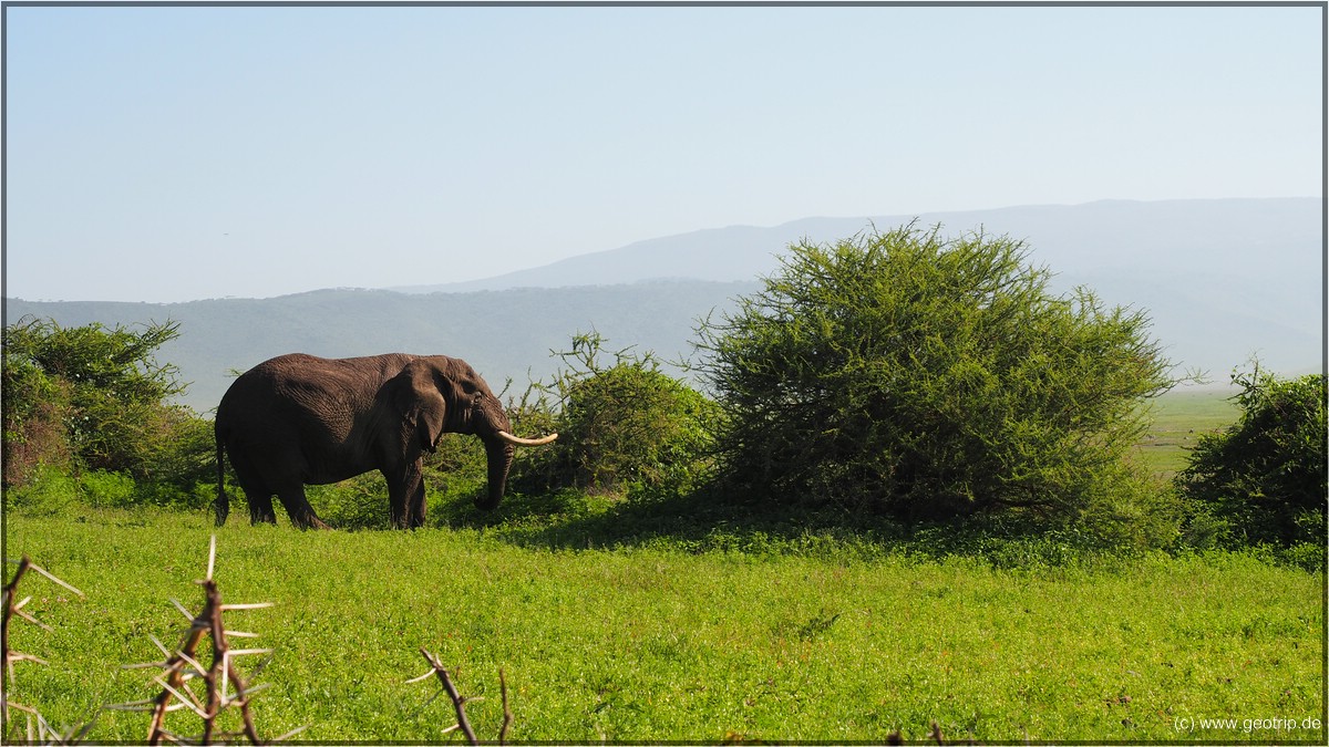 Am Wegesrand: Elefant