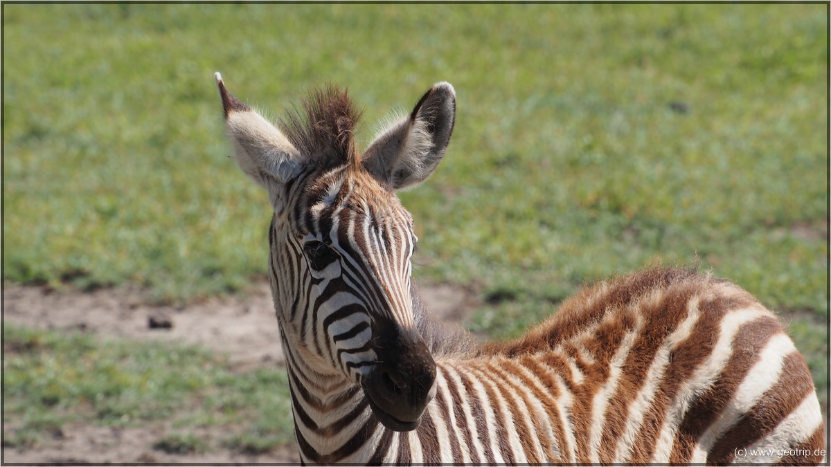 auch junge Zebras gibt es schon