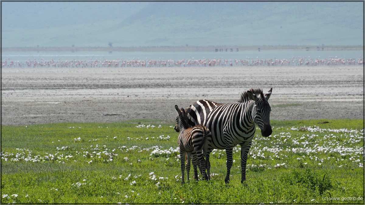 Hatten wir noch nicht ;) - gemeint sind die Tausenden Flamingos im Hintergrund