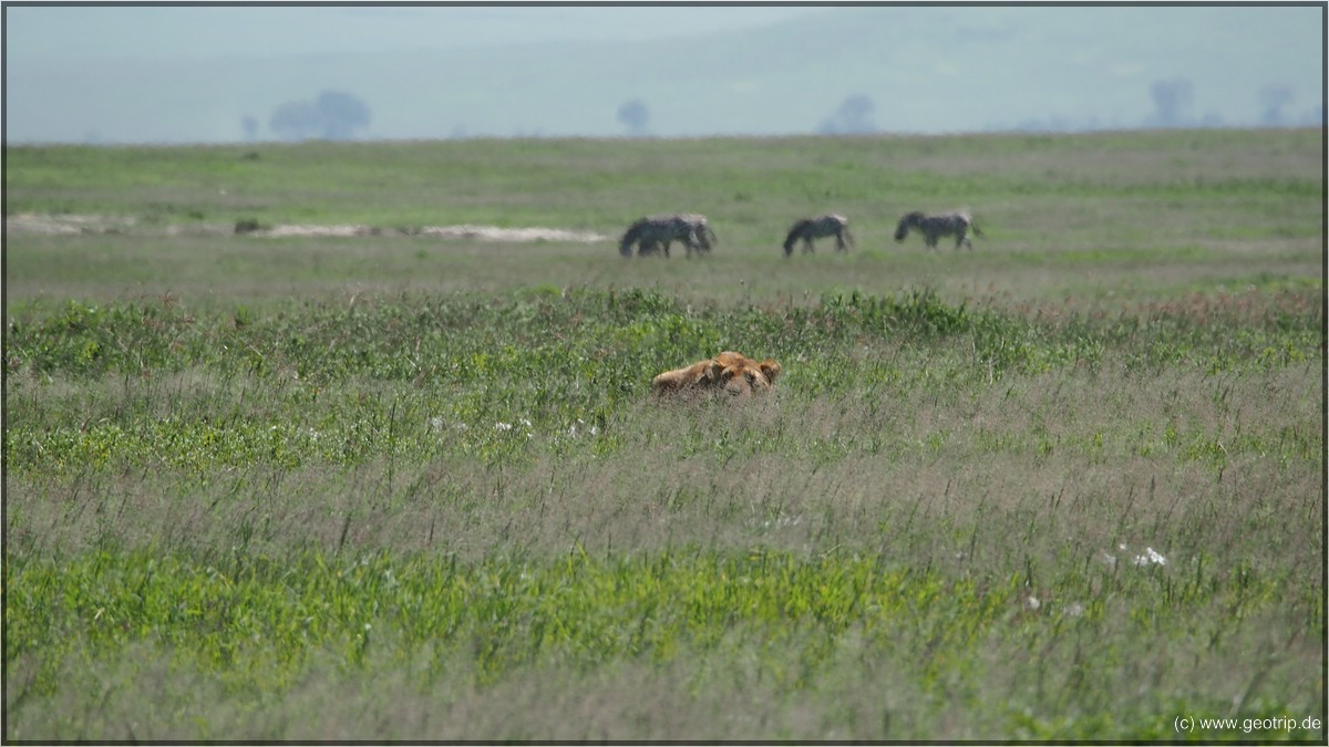 tief geduckt im Gras