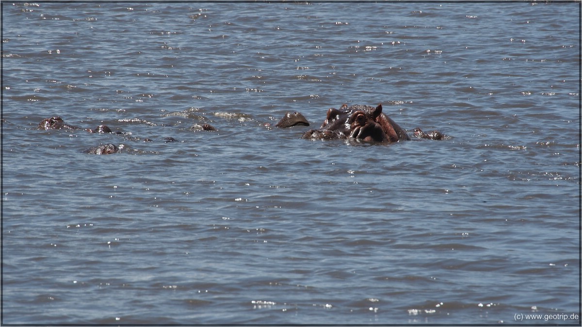 WIr essen drin, immerhin mit Aussicht auf Hippos