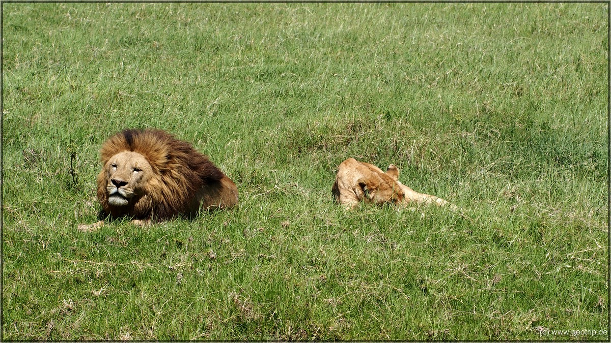 Ein männlicher Löwe