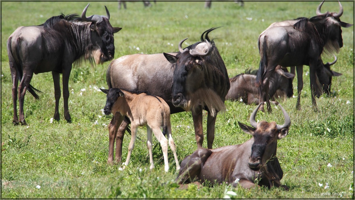 Gnus wurden von allen Wageninsassen nicht zu den hübschesten Tieren der Savanne gewählt