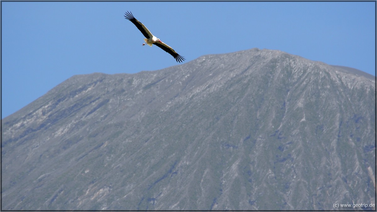 Storch - ein echter Vielflieger