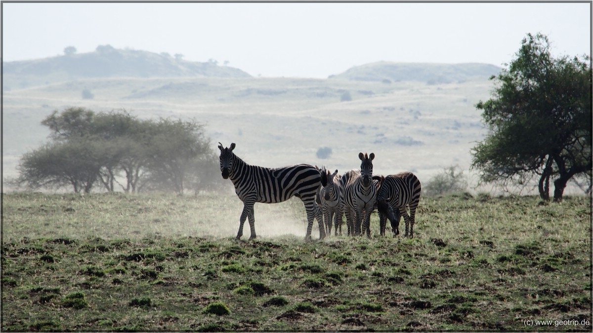 Zebras im Staub