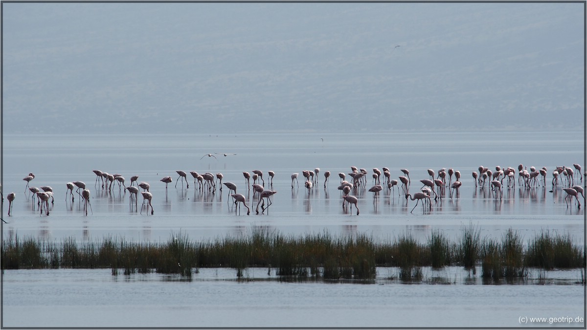 Flamingos