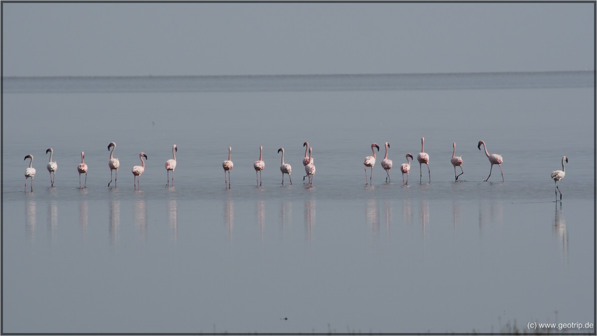 Flamingos I