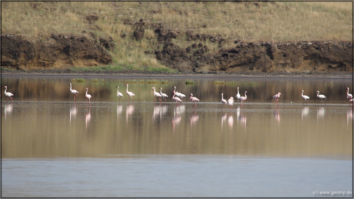 Flamingos V