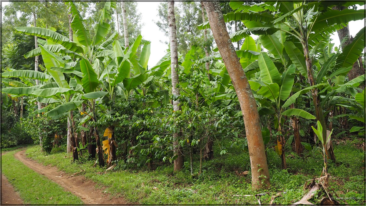 Stockwerkbau: Bäume, Bananen, Kaffee