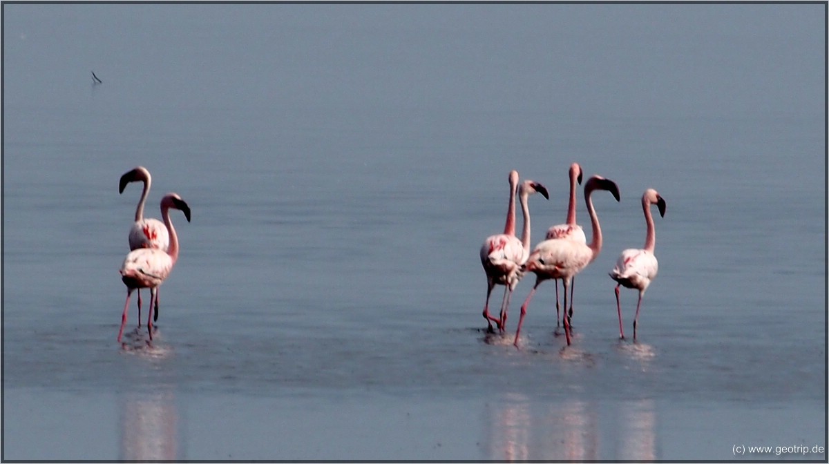 Flamingos II