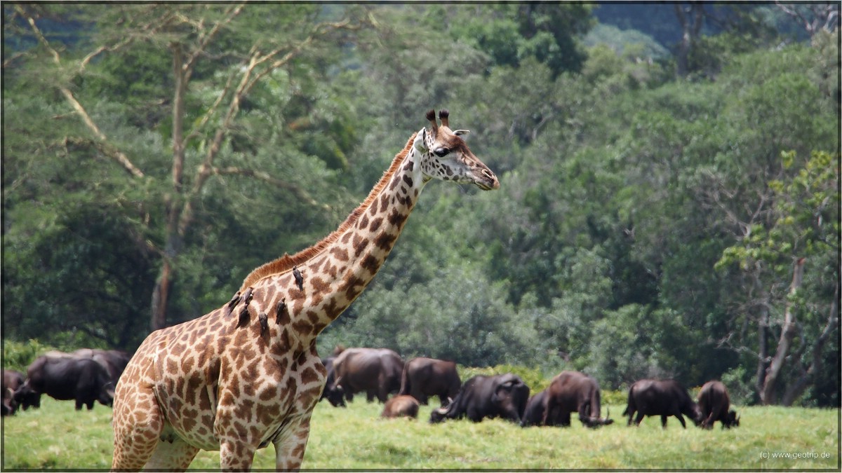 Giraffen aus Fußgängerperspektive