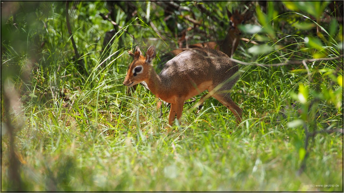 Dikdik - süß, oder?