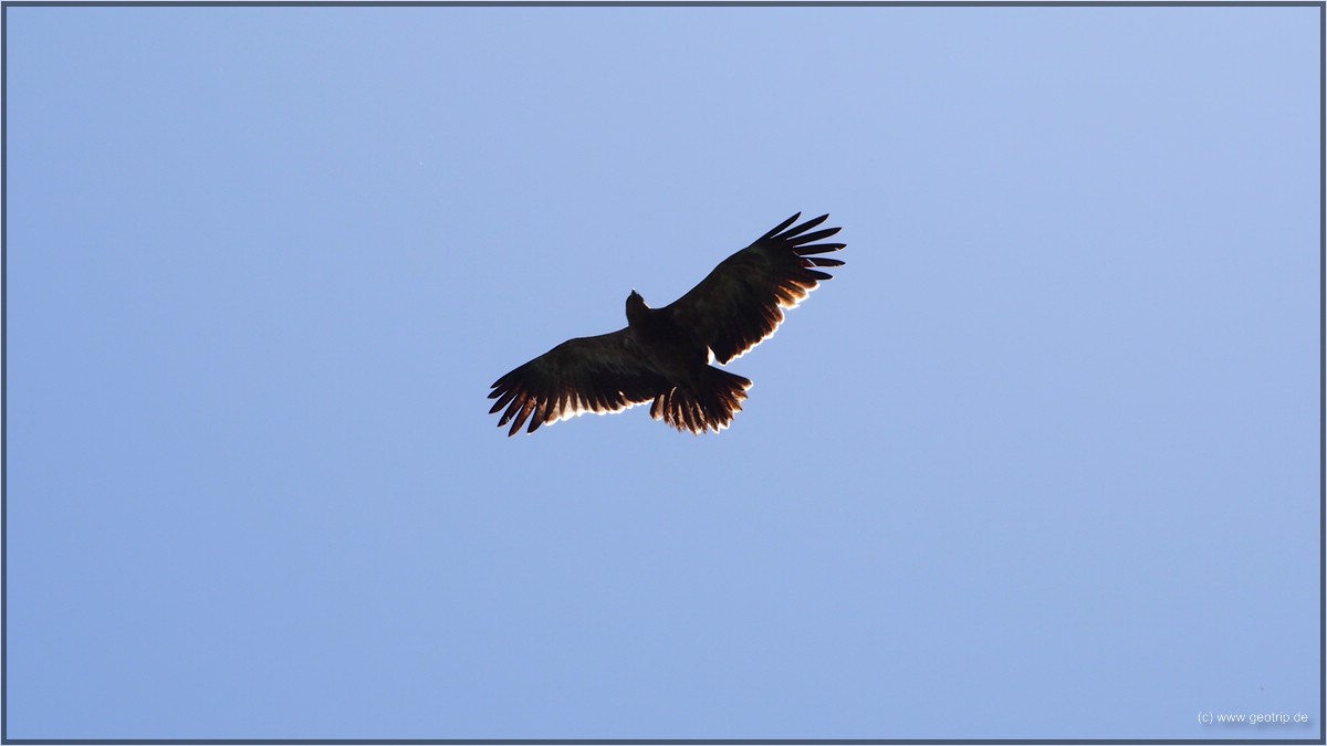 Anderswo DAS Highlight, hier mal wieder nur Beiwerk - Adler in freier Wildbahn