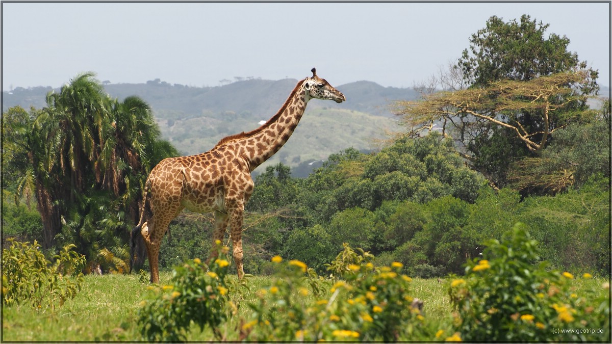 Weil es so schön ist, noch ein Giraffenbild