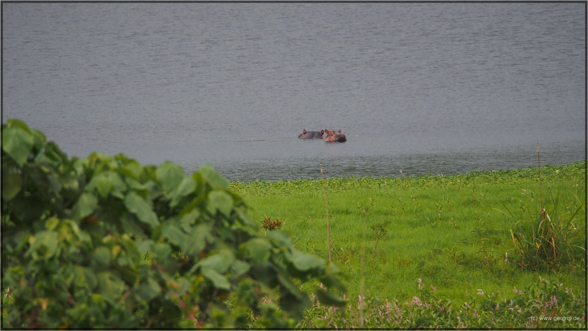 mit Hippos!