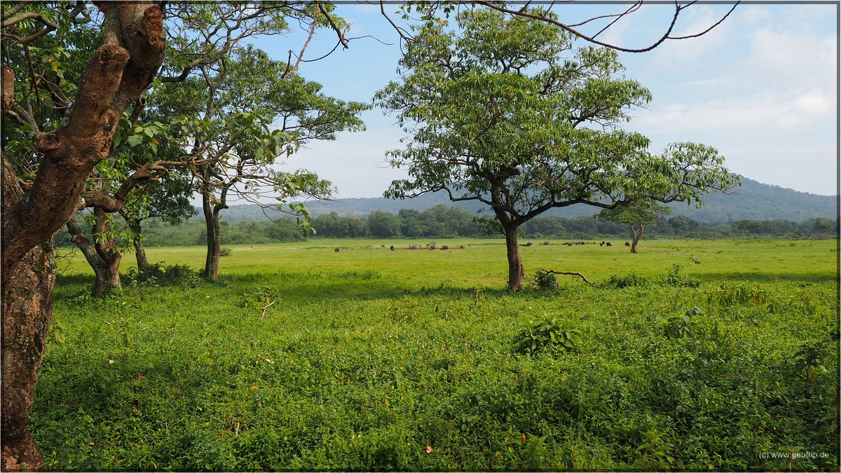 Small Serengeti Plain