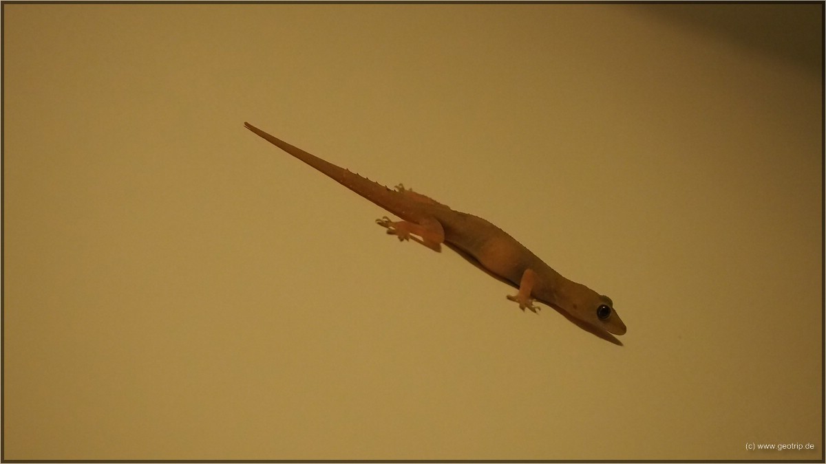 Maras Lieblingsreptil - noch, es wird sich übermorgen ändern