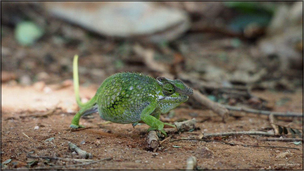 Usambara Zweihornchamäleon