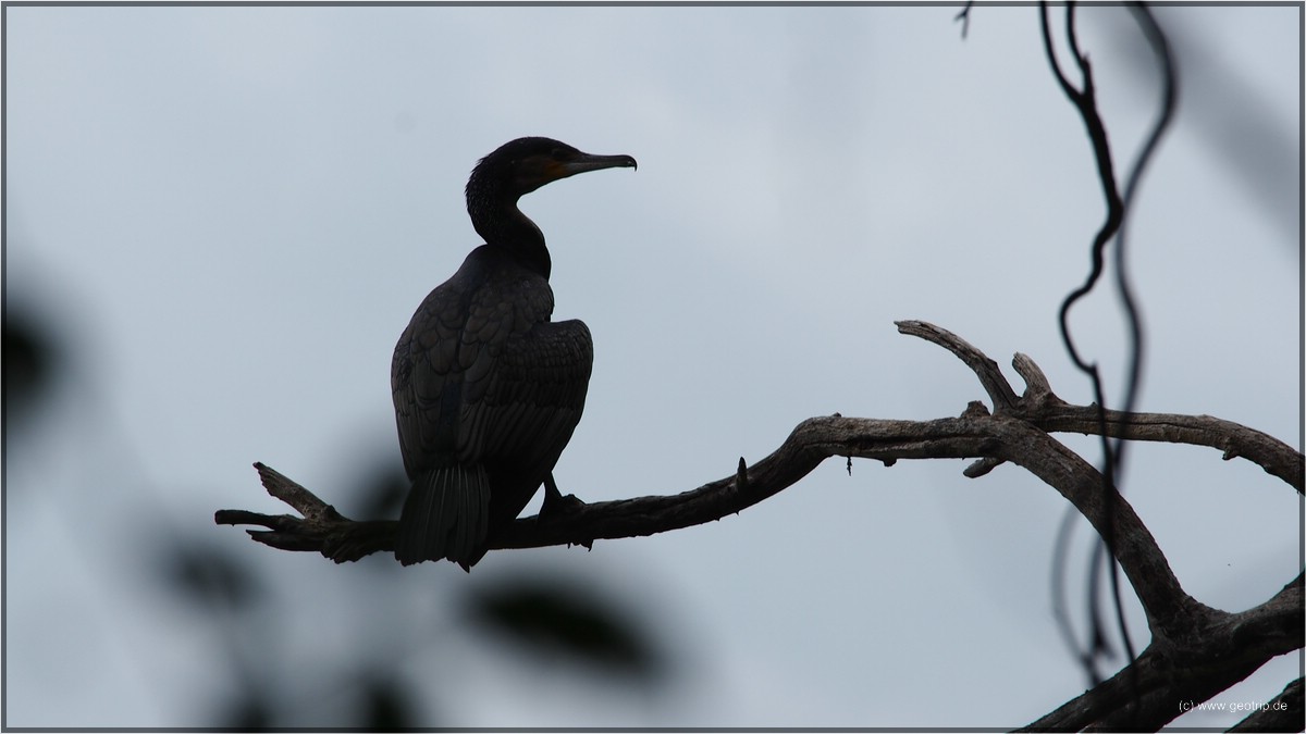 Kormoran