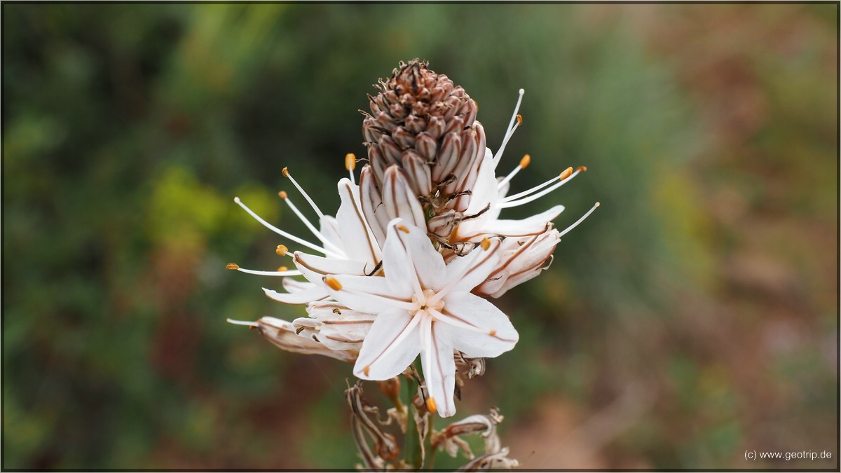 mit schönen Blumen am Wegesrand - mal wieder keinen Schimmer